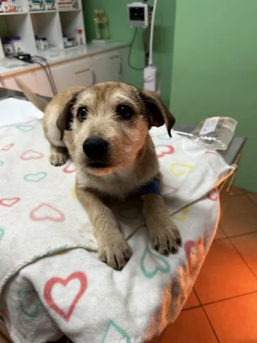 Fotografía de Veterinaria YesiVet
