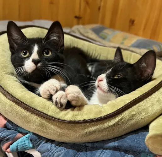 Fotografía de Veterinaria CVET