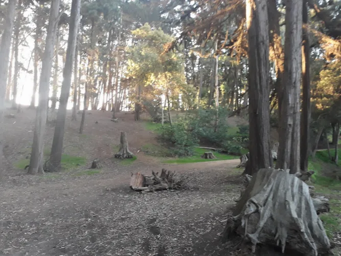 Fotografía de Bosque Municipal de Pichilemu